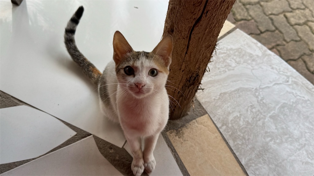 f:id:yukitabi2018:20250708042244j:image f:id:yukitabi2018:20250708042244j:image
