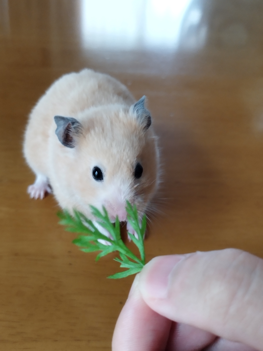 ハムスターのんちゃんに葉っぱつきニンジン🥕 - ユキの日常ぶろぐ