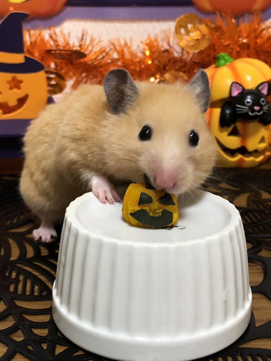 ハムスターにハロウィンかぼちゃのおやつを手作りしてみました - ユキ