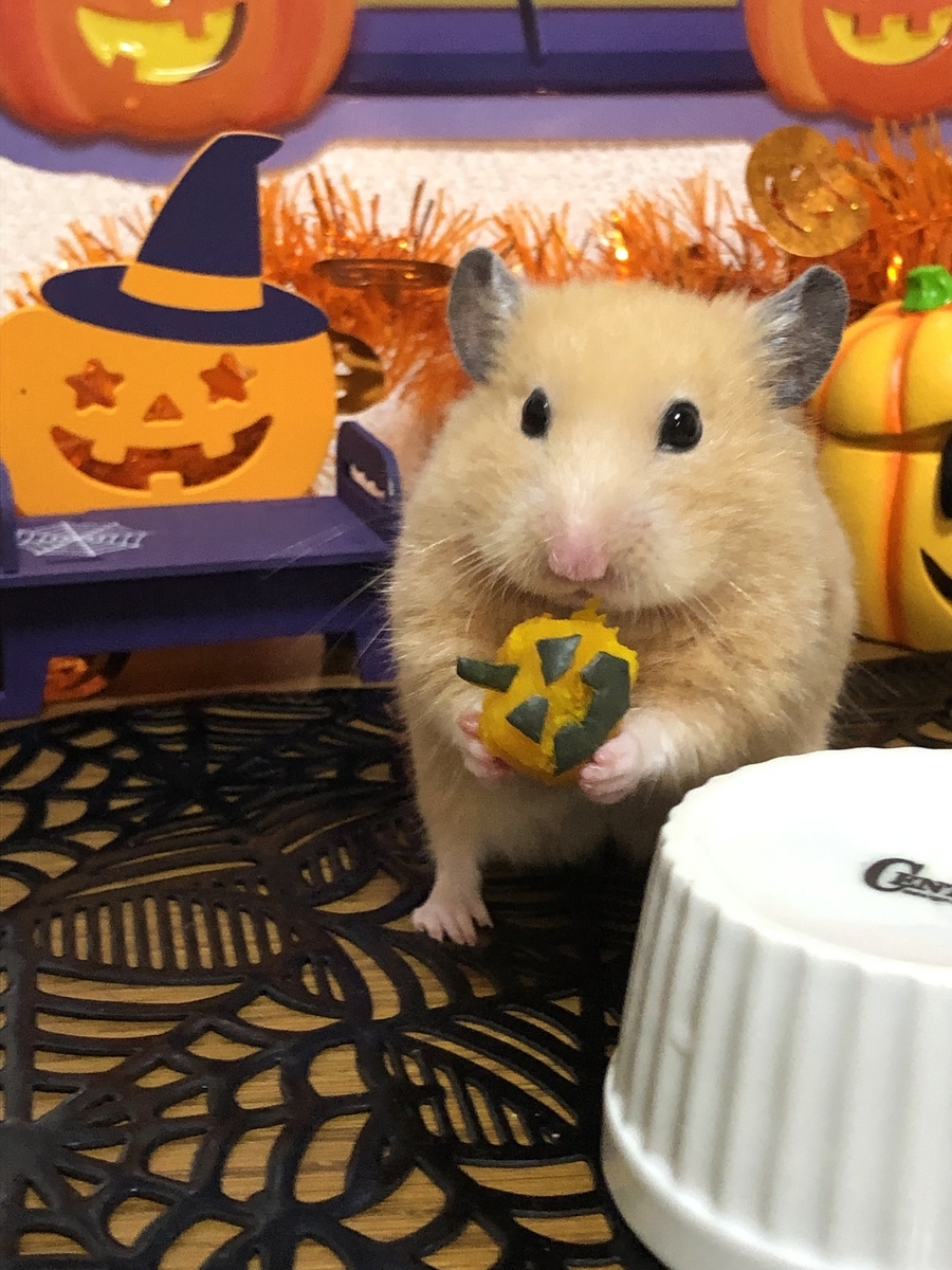 ハムスターにハロウィンかぼちゃのおやつを手作りしてみました - ユキ