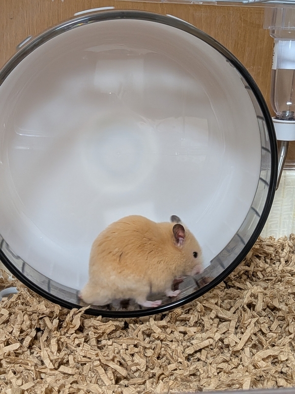 ハムスター 回し車 大きい mymさま専用 大きめの小動物用ケージと回し