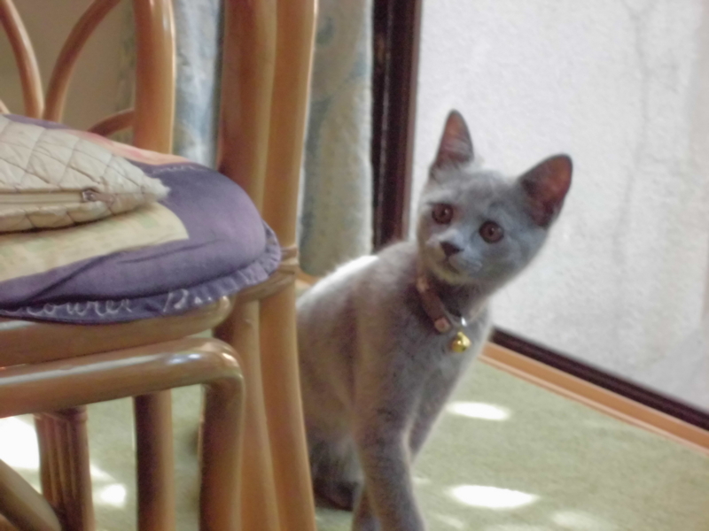 f:id:yukitoteto:20150805140922j:image