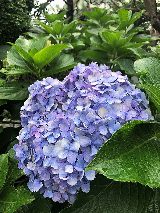 f:id:yukityannopapa:20200731195908j:plain