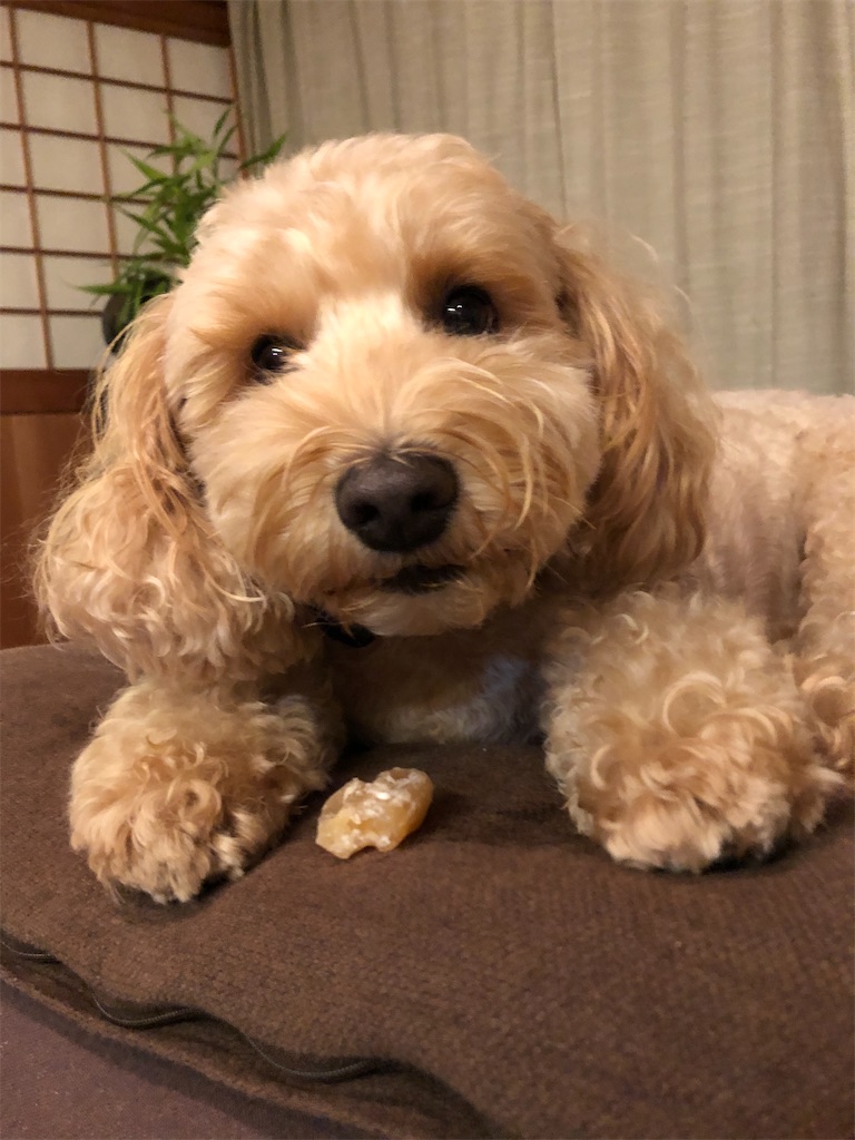 f:id:yukityannopapa:20200914150750j:image f:id:yukityannopapa:20200914150750j:image
