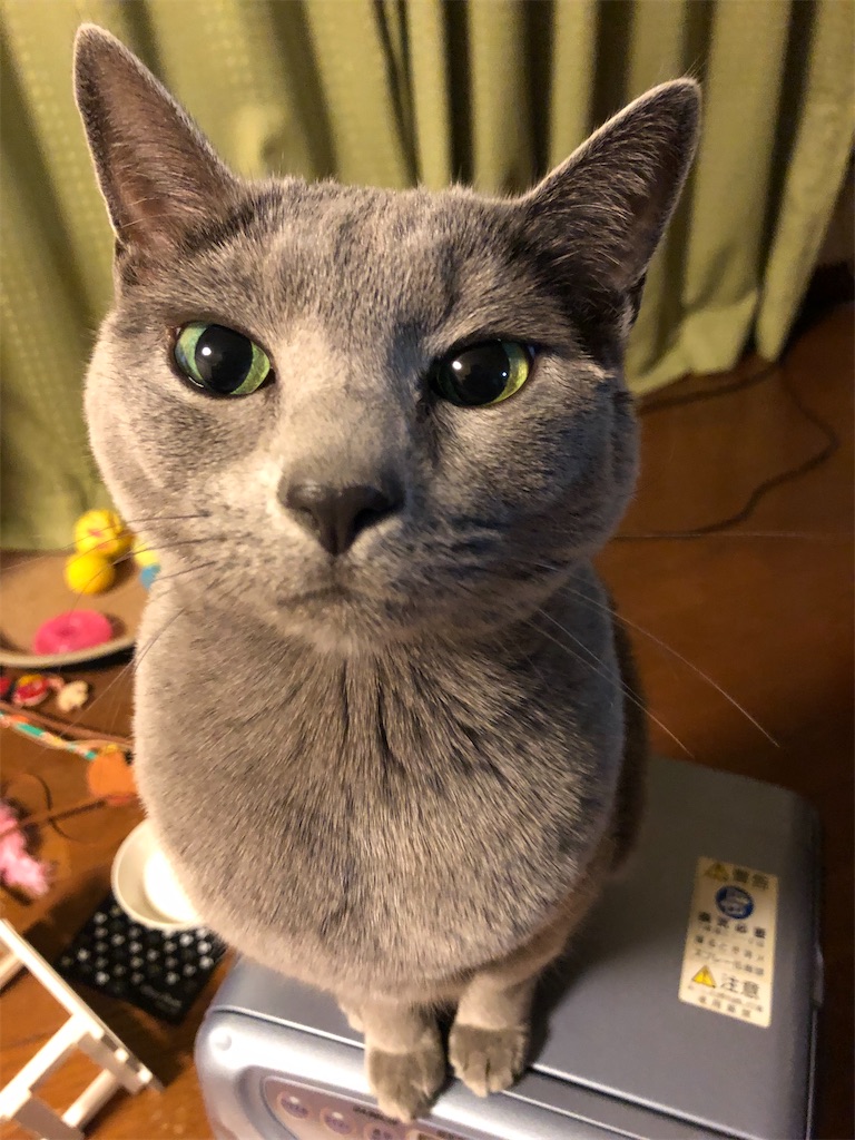 f:id:yukityannopapa:20220104215300j:image f:id:yukityannopapa:20220104215300j:image