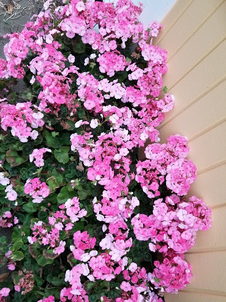f:id:yukiusagi-home:20190911124305j:plain