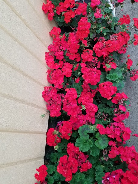f:id:yukiusagi-home:20190911124337j:plain