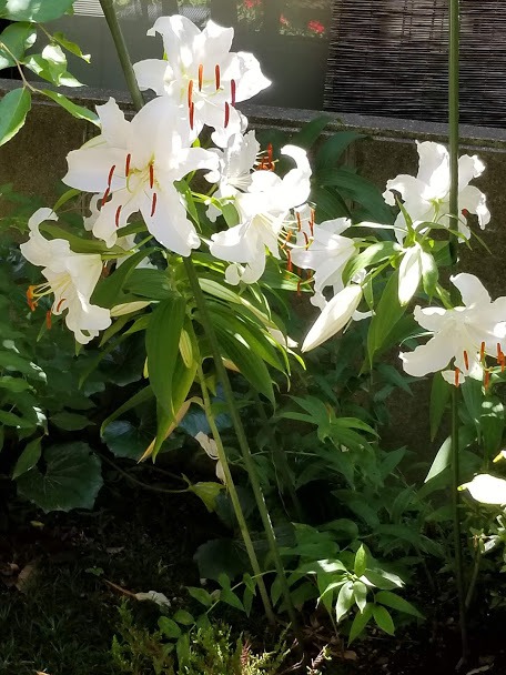 f:id:yukiusagi-home:20190911132930j:plain
