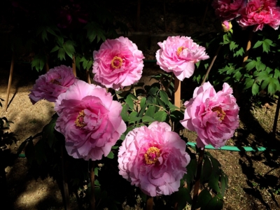 f:id:yukix03:20150426151519j:image