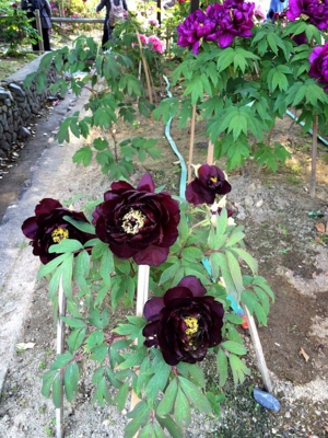 f:id:yukix03:20150426152231j:image