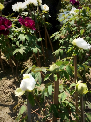 f:id:yukix03:20150426152234j:image