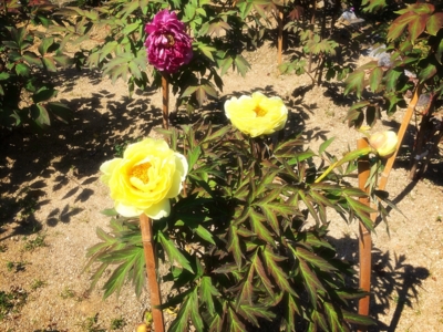 f:id:yukix03:20150426152248j:image