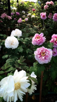 f:id:yukix03:20150426152445j:image