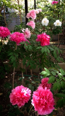 f:id:yukix03:20150426152447j:image