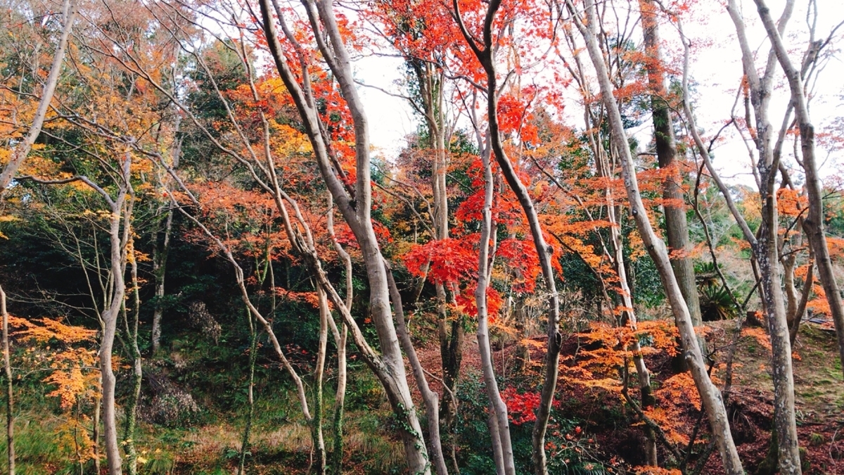 f:id:yukix03:20191208195204j:plain