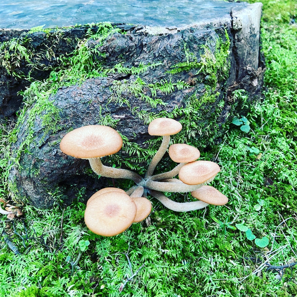 f:id:yukix03:20201004203436j:image