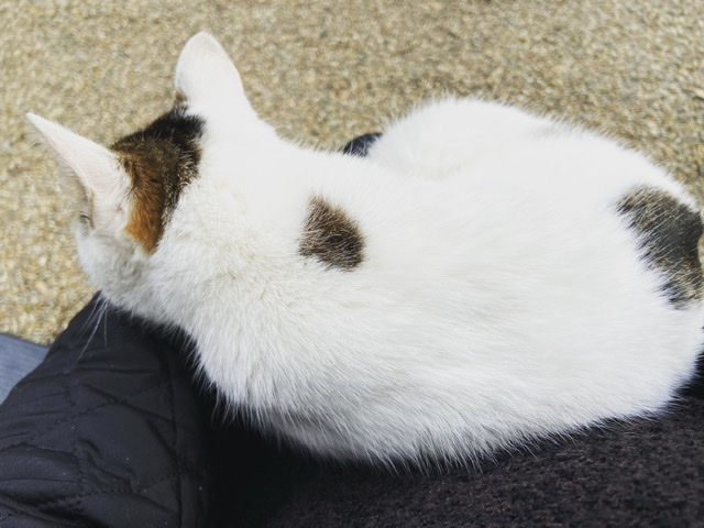 f:id:yukix03:20210104201259j:plain