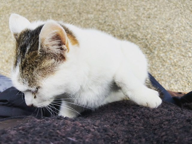 f:id:yukix03:20210104201330j:plain