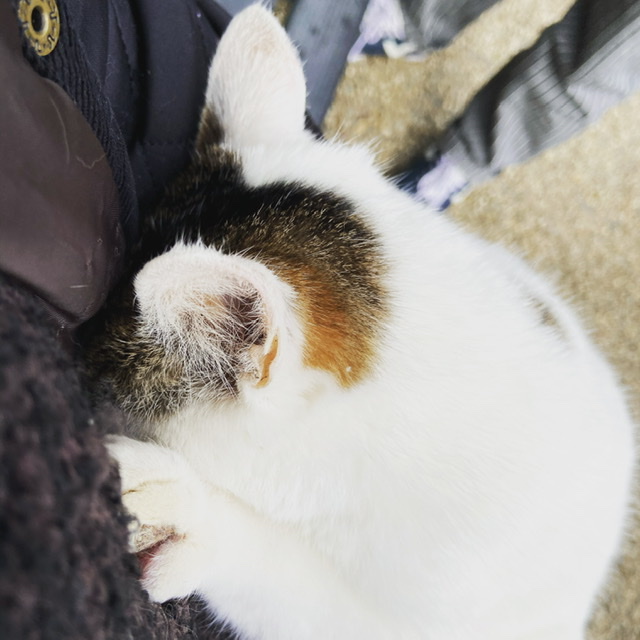 f:id:yukix03:20210104201348j:plain