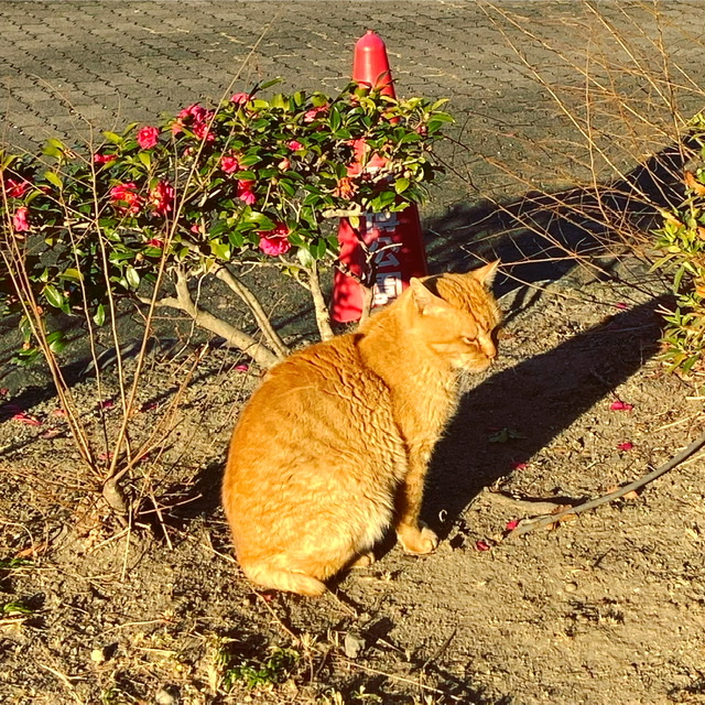 f:id:yukix03:20210121225218j:plain