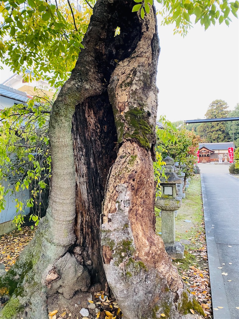 f:id:yukix03:20241123203010j:image