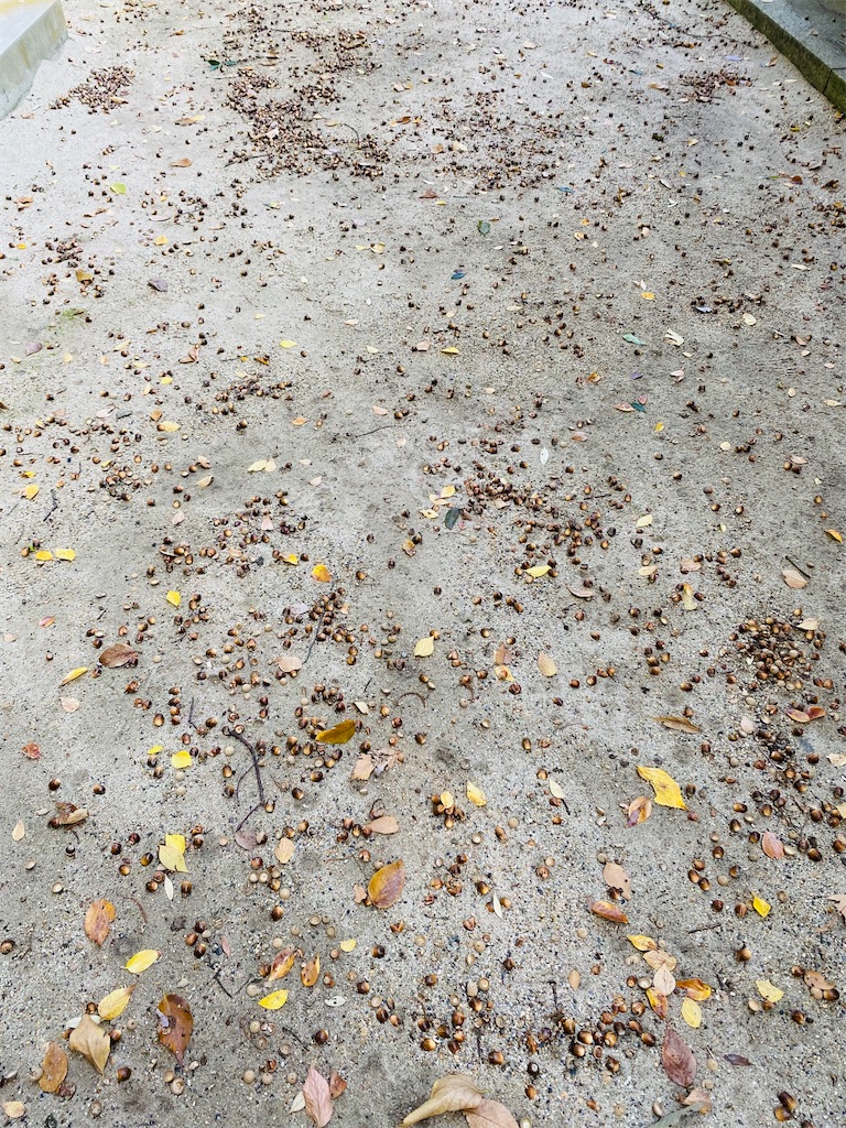 f:id:yukix03:20241124154855j:image