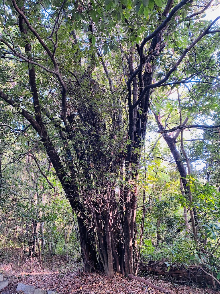 f:id:yukix03:20241126203354j:image