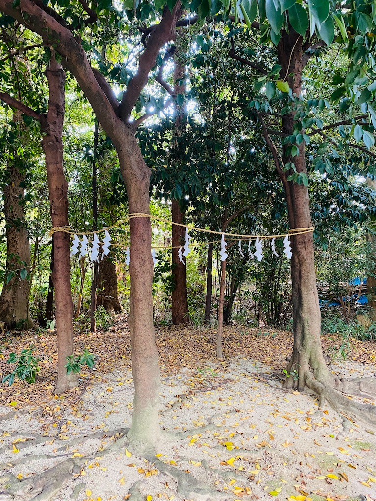 f:id:yukix03:20241126204530j:image