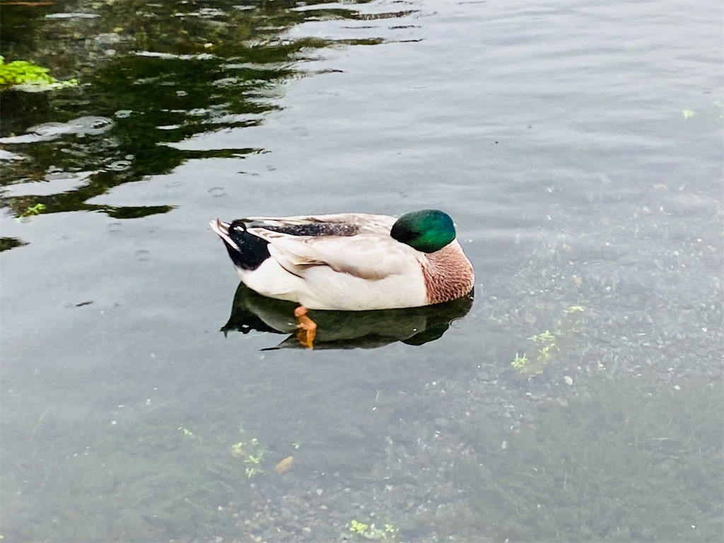 f:id:yukix03:20251103145934j:image