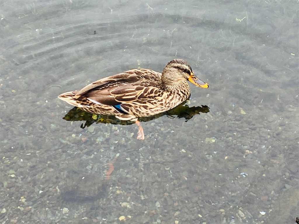 f:id:yukix03:20251103145938j:image