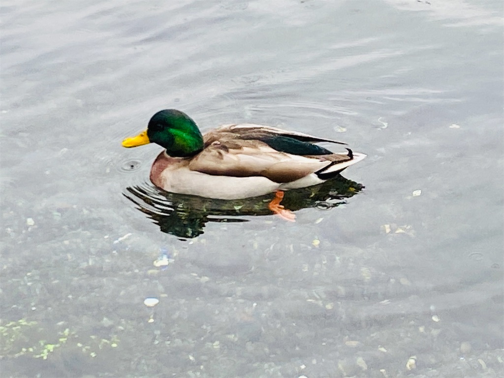 f:id:yukix03:20251103145942j:image