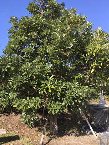 f:id:yukiya724:20181112160423j:plain f:id:yukiya724:20181112160423j:plain