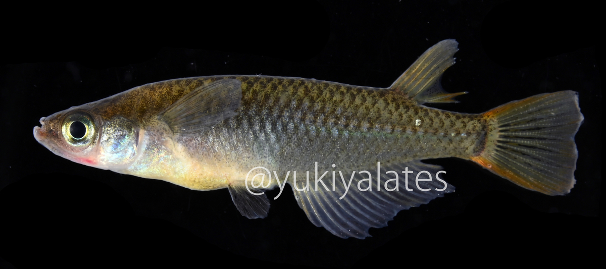 メダカってかっこいい魚なんです ミナミメダカ ギンブナ ダイコクサギフエ ニセタカサゴ 宮崎おさかな紀行 メダカってかっこいい魚なんです ミナミメダカ ギンブナ ダイコクサギフエ ニセタカサゴ 宮崎おさかな紀行