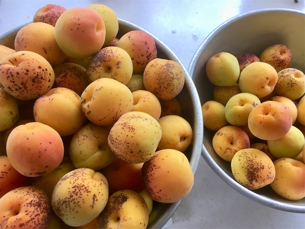 梅ジャムレシピ キズあり 痛んだ梅を美味しく加工しましょう 発酵のある生活