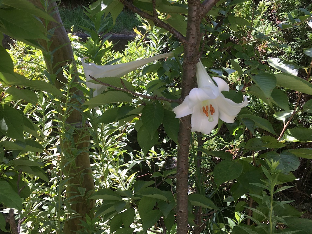 f:id:yukiyuki21:20180820114712j:image f:id:yukiyuki21:20180820114712j:image