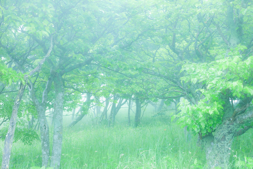 f:id:yukkka:20160630191258j:plain f:id:yukkka:20160630191258j:plain