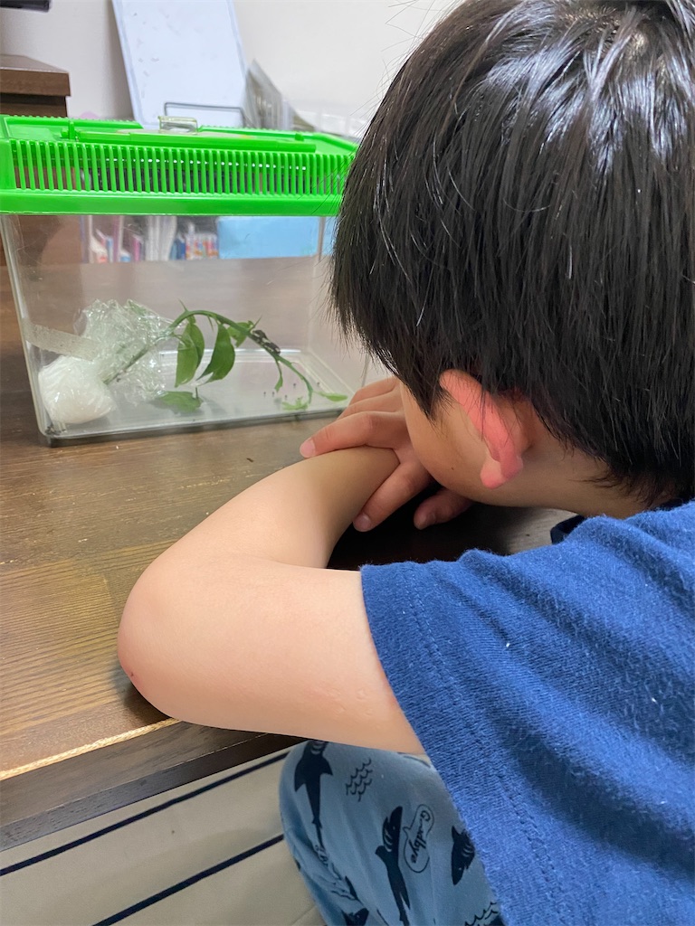 アゲハ蝶飼育 こどもとキャンプとあれこれ