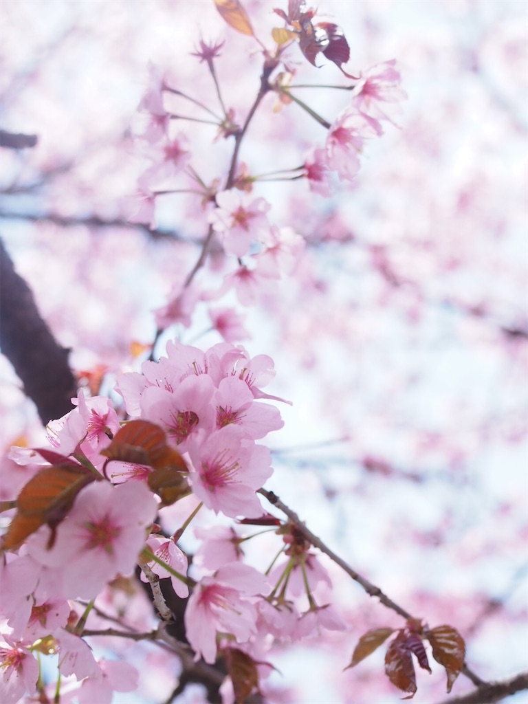 f:id:yukkocamp:20220501231715j:image f:id:yukkocamp:20220501231715j:image