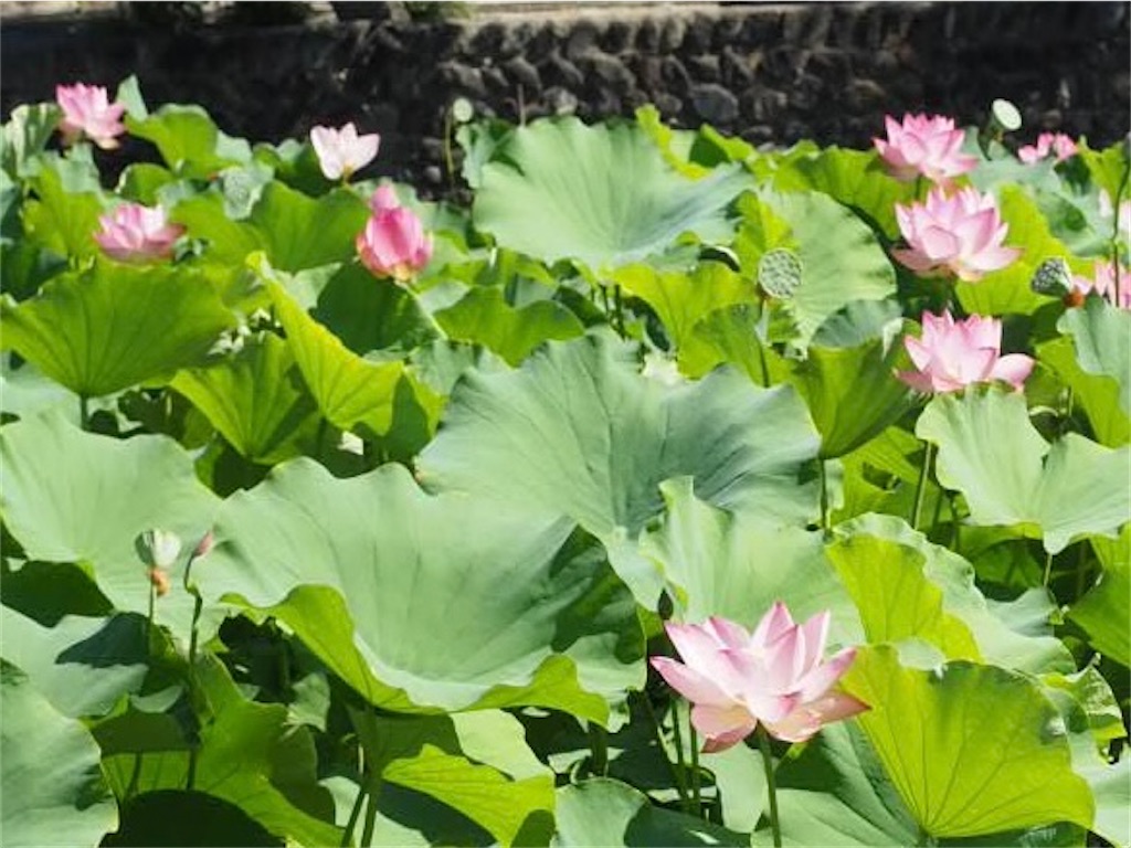 f:id:yukkocamp:20230812173356j:image