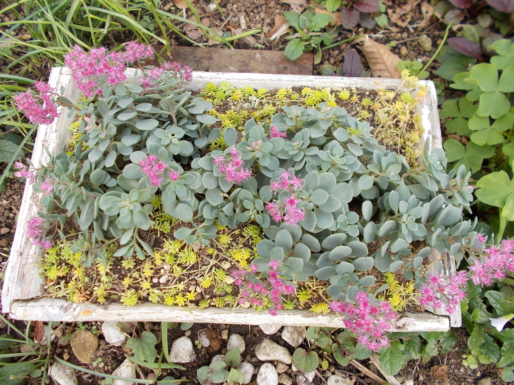 赤い実とピンクの花と青い空 母さんのちっちゃな庭