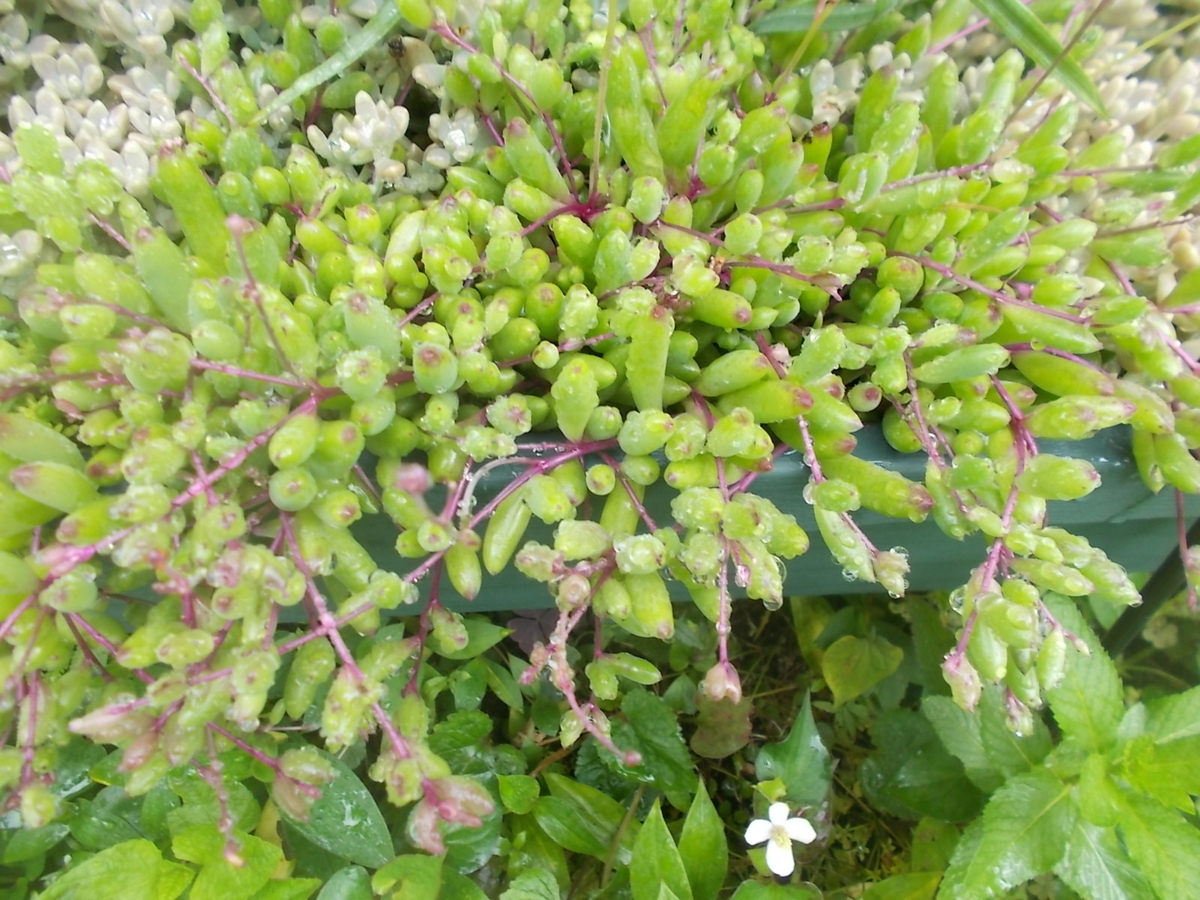 f:id:yukkofuta1125:20190611144421j:plain