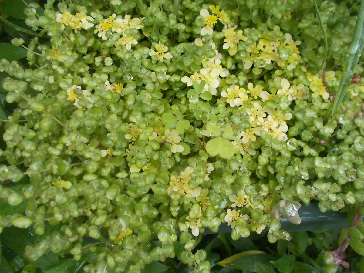 f:id:yukkofuta1125:20190611144630j:plain