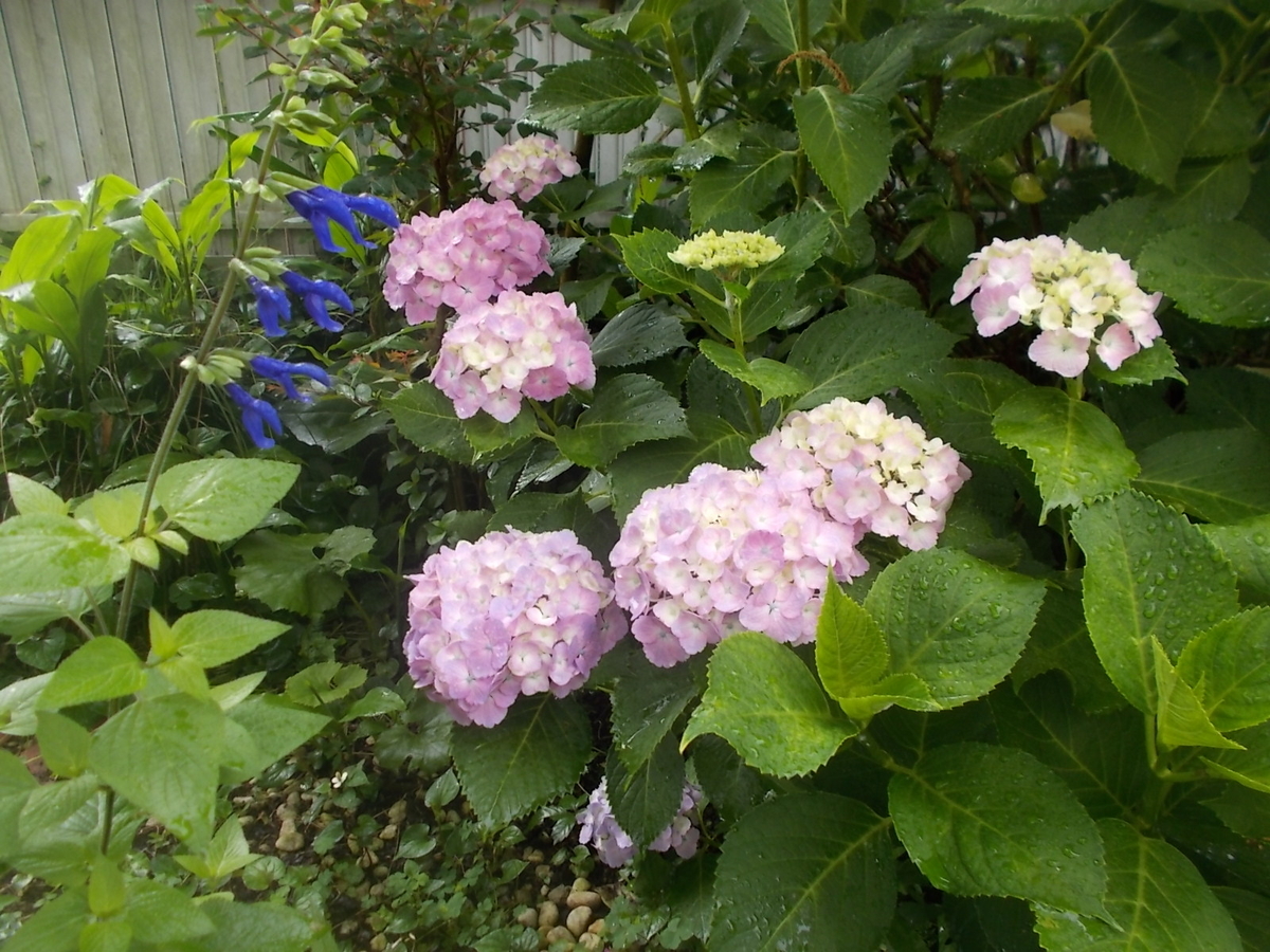 f:id:yukkofuta1125:20190611145620j:plain