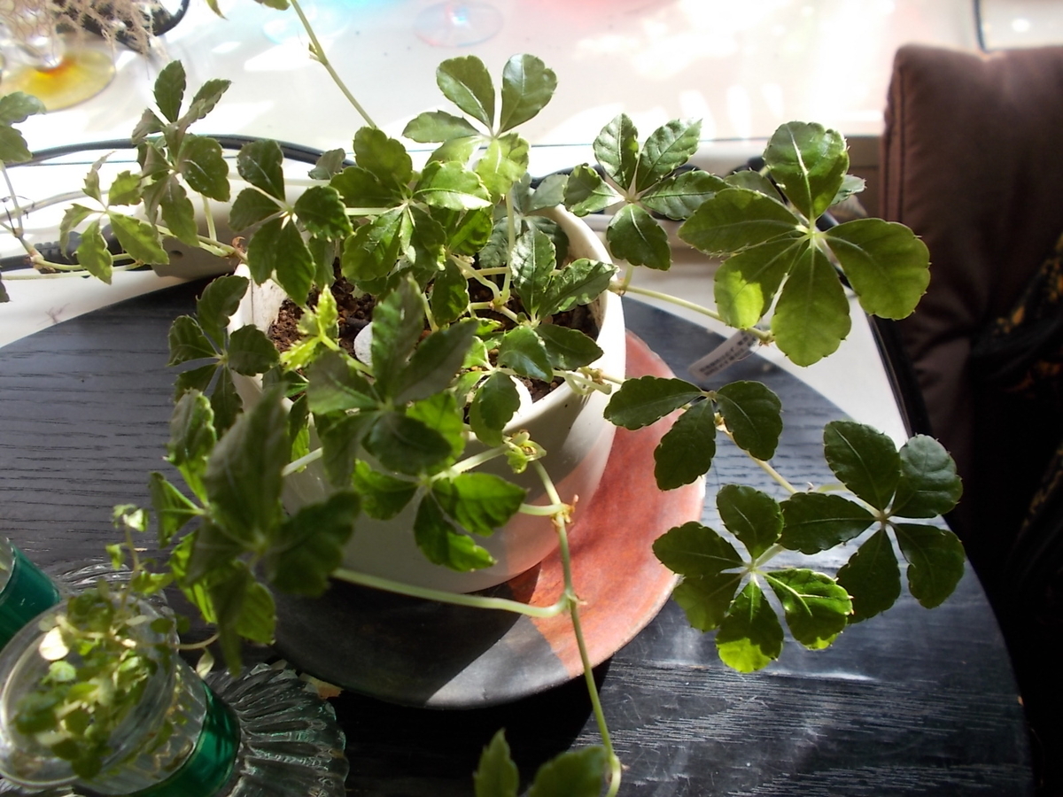 f:id:yukkofuta1125:20190829153023j:plain