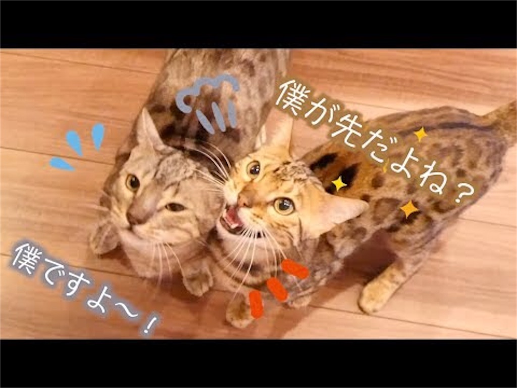 f:id:yukkuri6363:20190122232450j:image f:id:yukkuri6363:20190122232450j:image