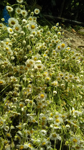 f:id:yukkurimushi:20180718080135j:image f:id:yukkurimushi:20180718080135j:image