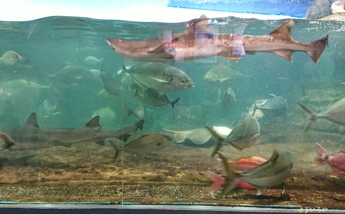 子連れで楽しむ 鴨川シーワールド エコアクアロームとマリンシアター ゆるいろぐ 子連れで楽しむ 鴨川シーワールド エコアクアロームとマリンシアター ゆるいろぐ