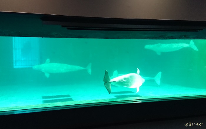 子連れで楽しむ 鴨川シーワールド エコアクアロームとマリンシアター ゆるいろぐ 子連れで楽しむ 鴨川シーワールド エコアクアロームとマリンシアター ゆるいろぐ