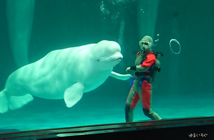 子連れで楽しむ 鴨川シーワールド エコアクアロームとマリンシアター ゆるいろぐ 子連れで楽しむ 鴨川シーワールド エコアクアロームとマリンシアター ゆるいろぐ