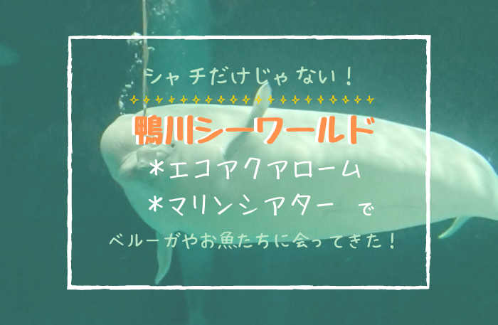 子連れで楽しむ 鴨川シーワールド エコアクアロームとマリンシアター ゆるいろぐ 子連れで楽しむ 鴨川シーワールド エコアクアロームとマリンシアター ゆるいろぐ